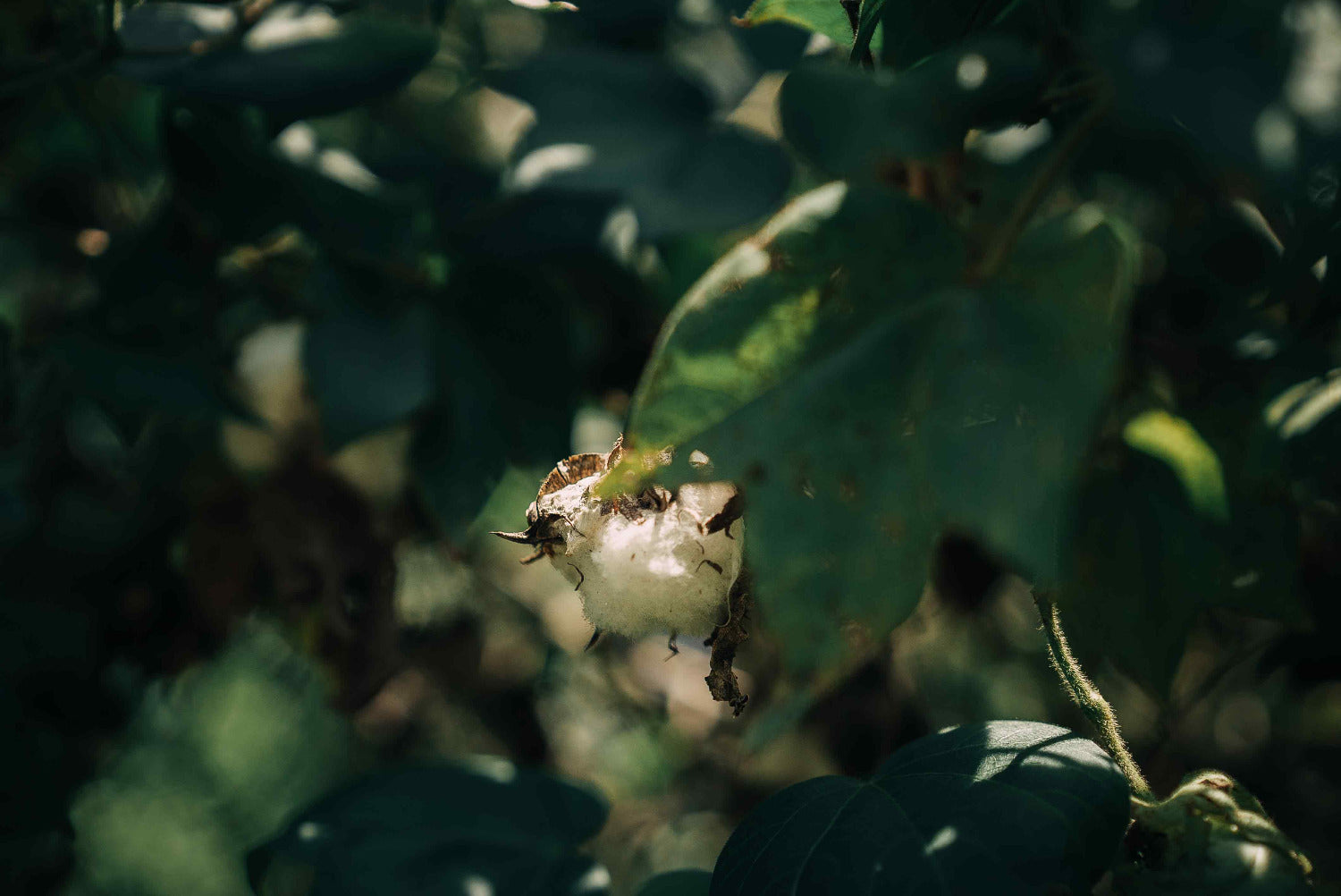 Raw cotton fibre growing on the plant, highlighting natural materials used in RŪPAHAUS textiles