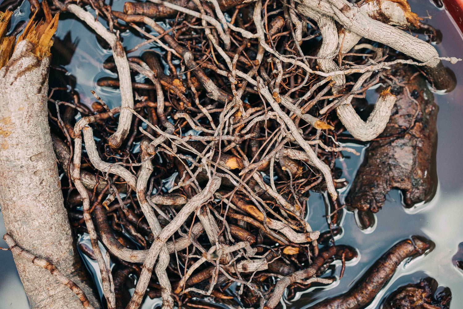 Plant-based dye materials including roots and bark sourced from Indonesian botanics soaking in preparation for dyeing