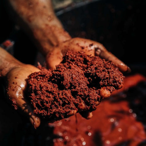 Hands holding chopped and ground plant bark during dye bath preparation